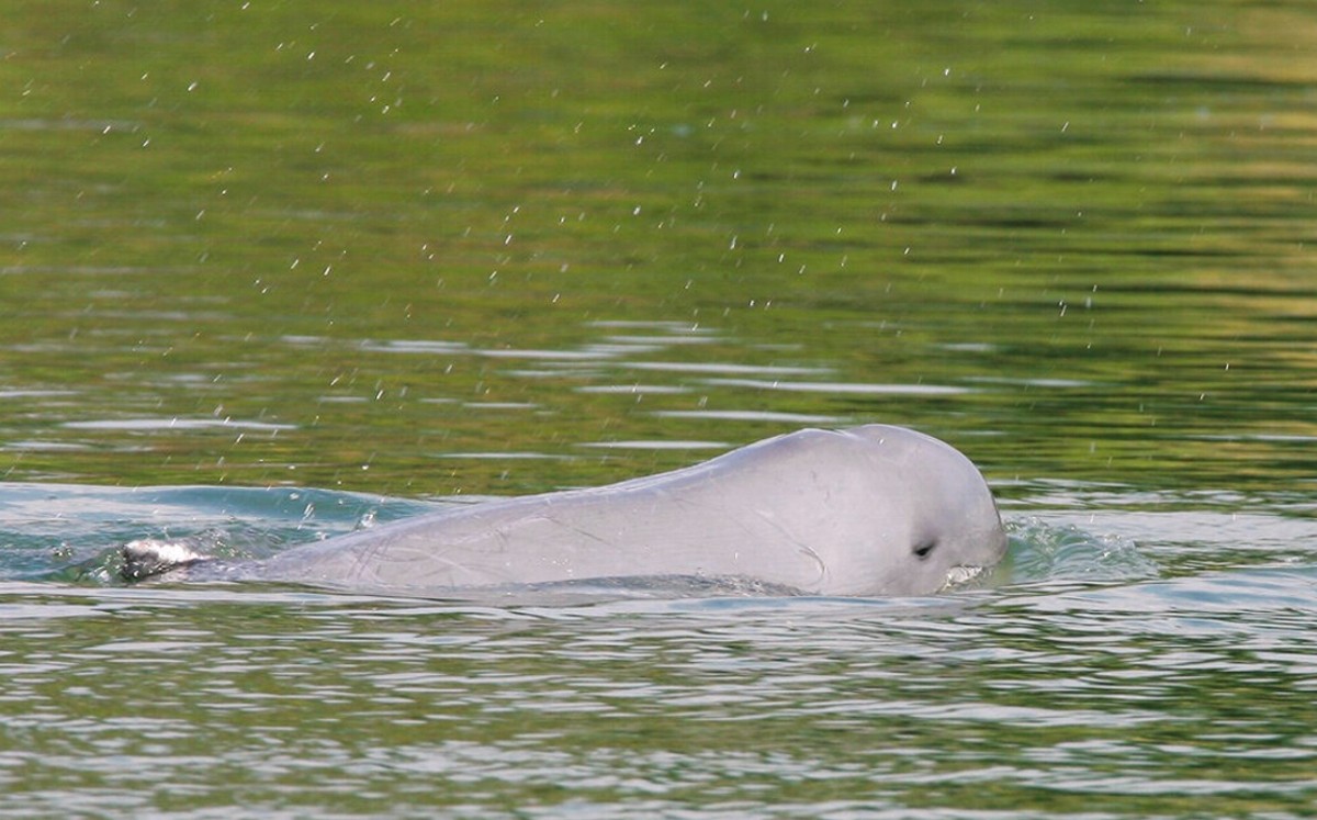 En Camboya mueren tres delfines en peligro de extinción/AP