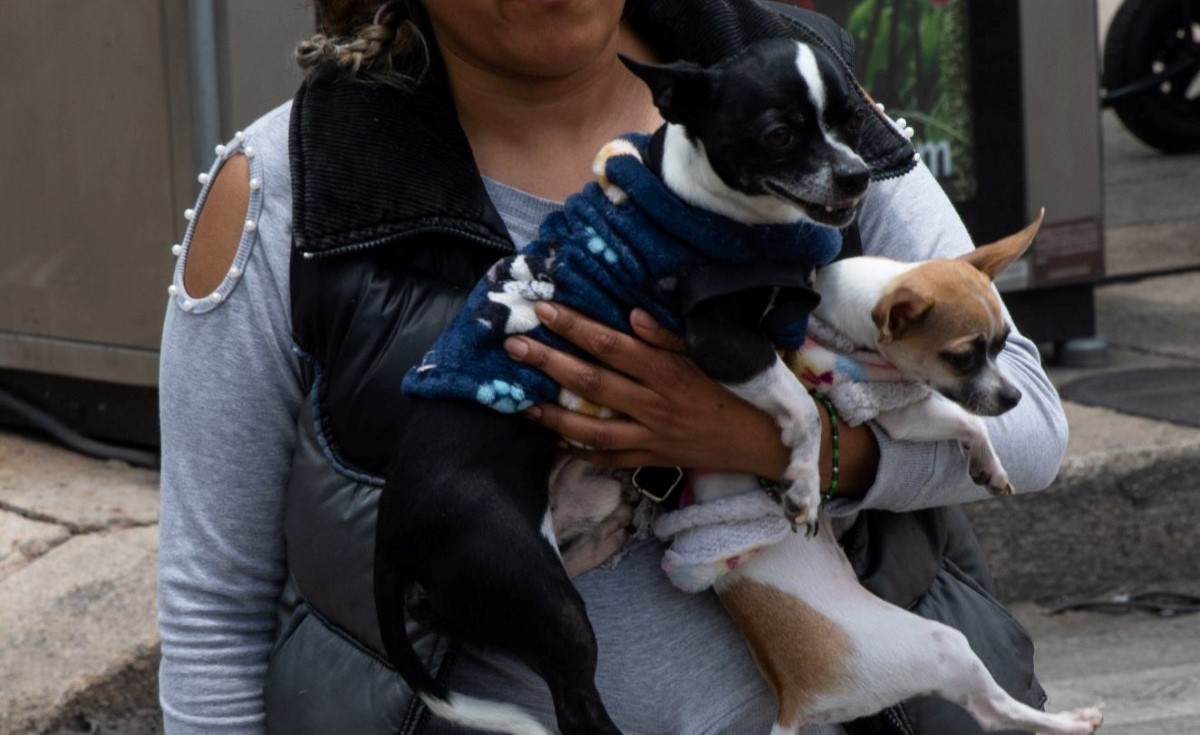 Las mascotas también están vulnerables ante el clima frío. | Cuartoscuro