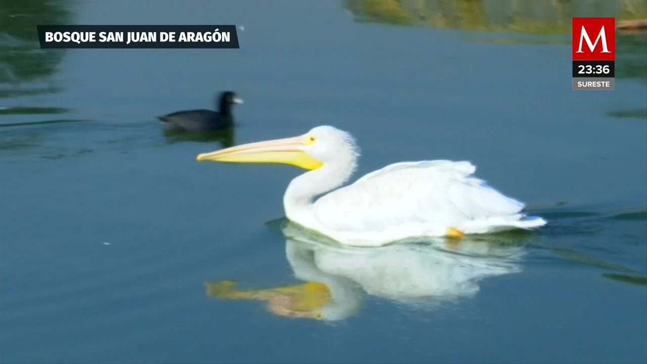De Utah a CdMx: pelícano blanco migra por octava vez a Bosque de Aragón por temporada de frío