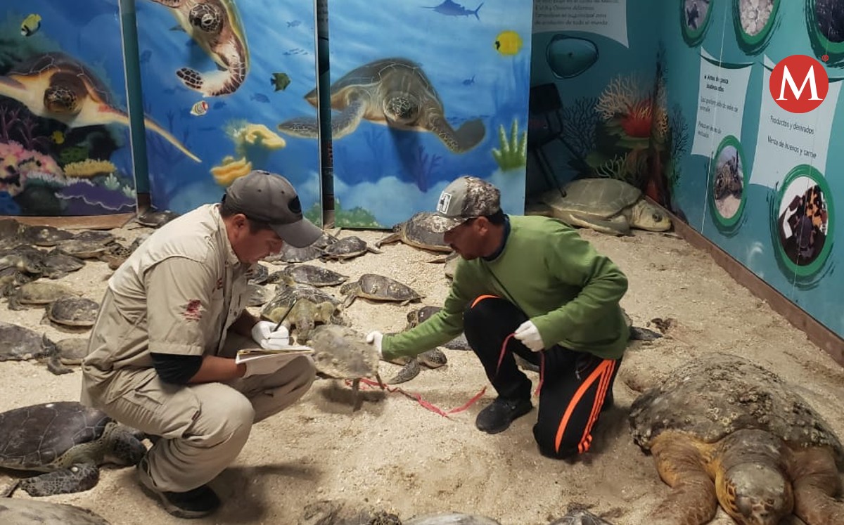 Resguardan tortugas por bajas temperaturas en Tamaulipas. (Cortesía)