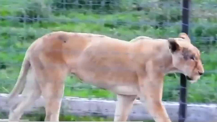 Este año fueron abandonados cerca de 200 felinos de la fundación 'Black Jaguar White Tiger'