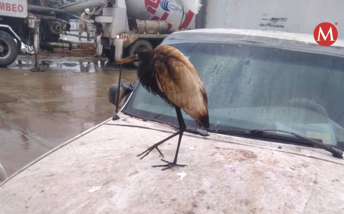 Aves con manchas de chapopote en Tampico.