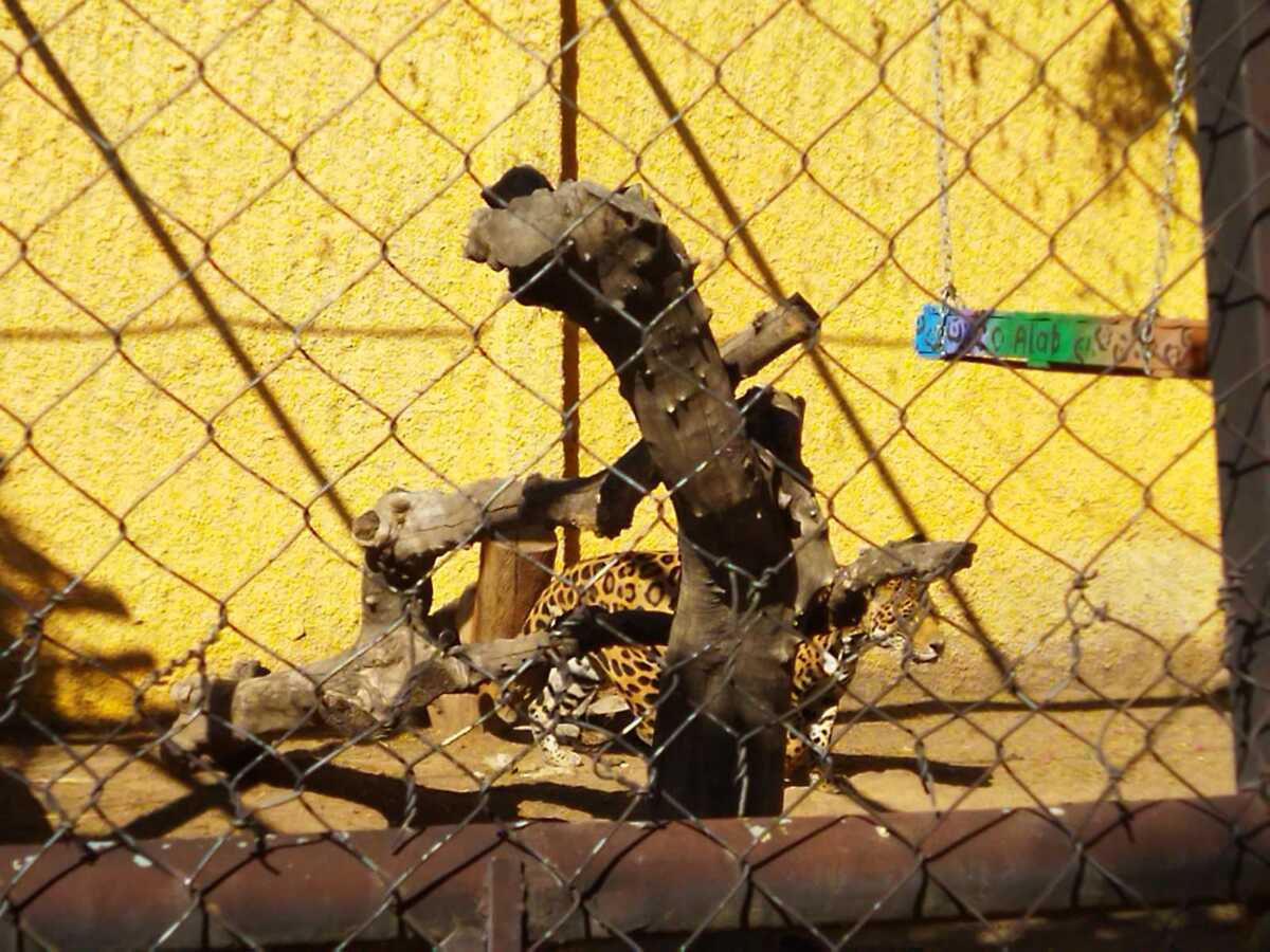 Durante los recorridos, los visitantes pueden apreciar, a algunos animales, conocer su procedencia e historia (Elizabeth Hernández)