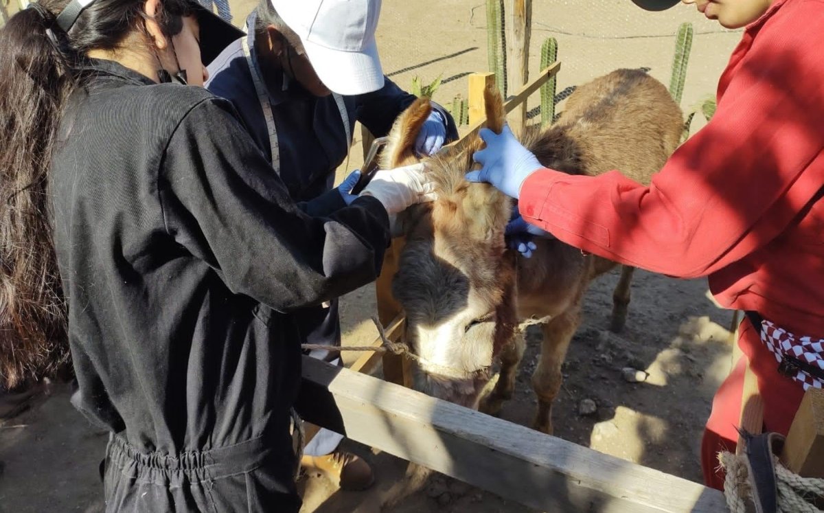 Alumnos de veterinaria de la UAM bañaron, desparasitaron y monitorearon los signos vitales de toda la manada | Juan Camacho