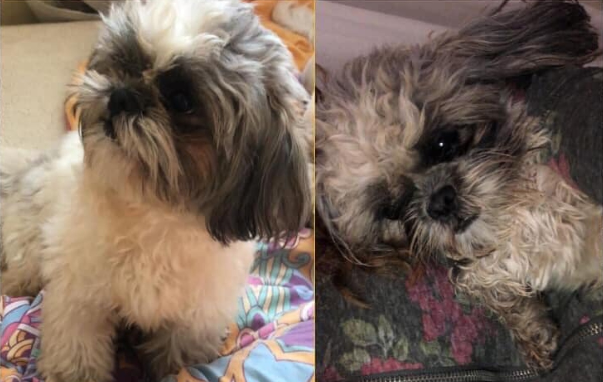 Buscan a Nala en Apodaca. Foto: Especial