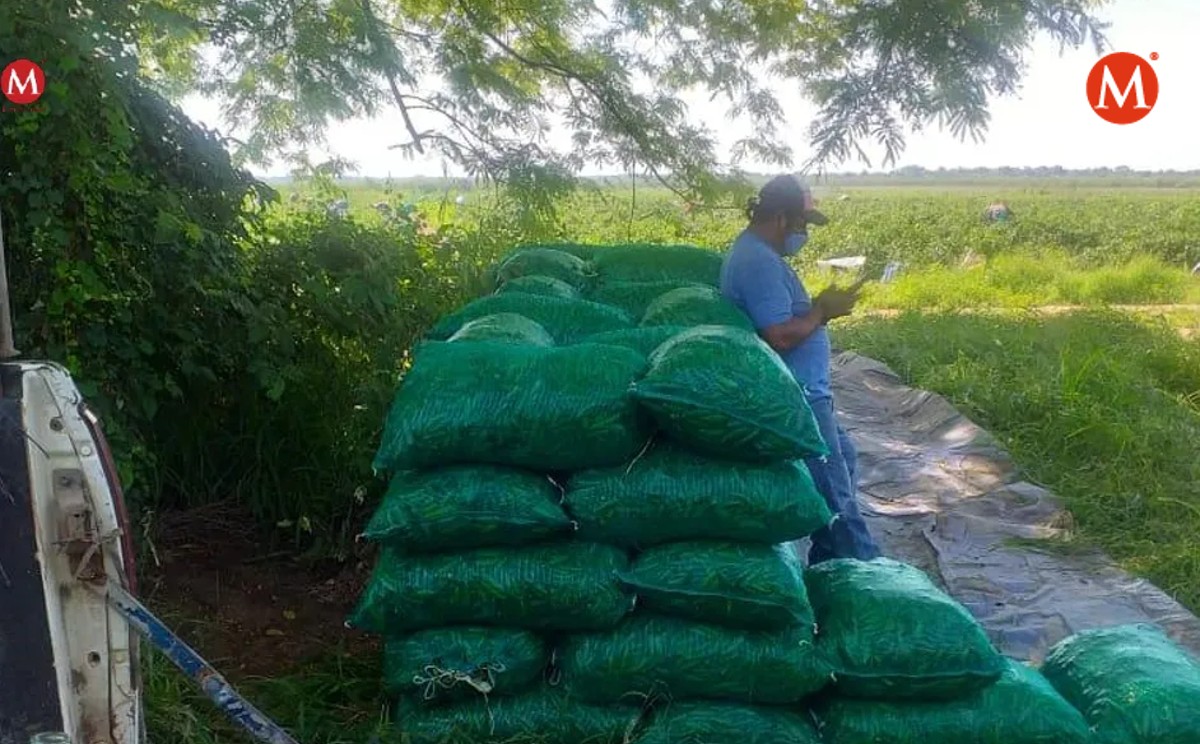En cinco años no ha subido el pago en la pizca, se gana 2 pesos por kilo en Altamira