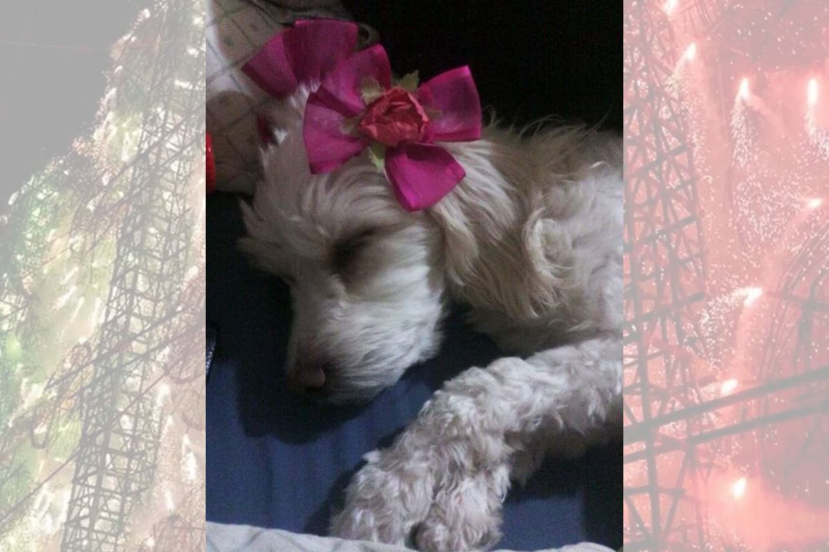 En estas fechas aumentan los reportes de perritos asustados y extraviados.