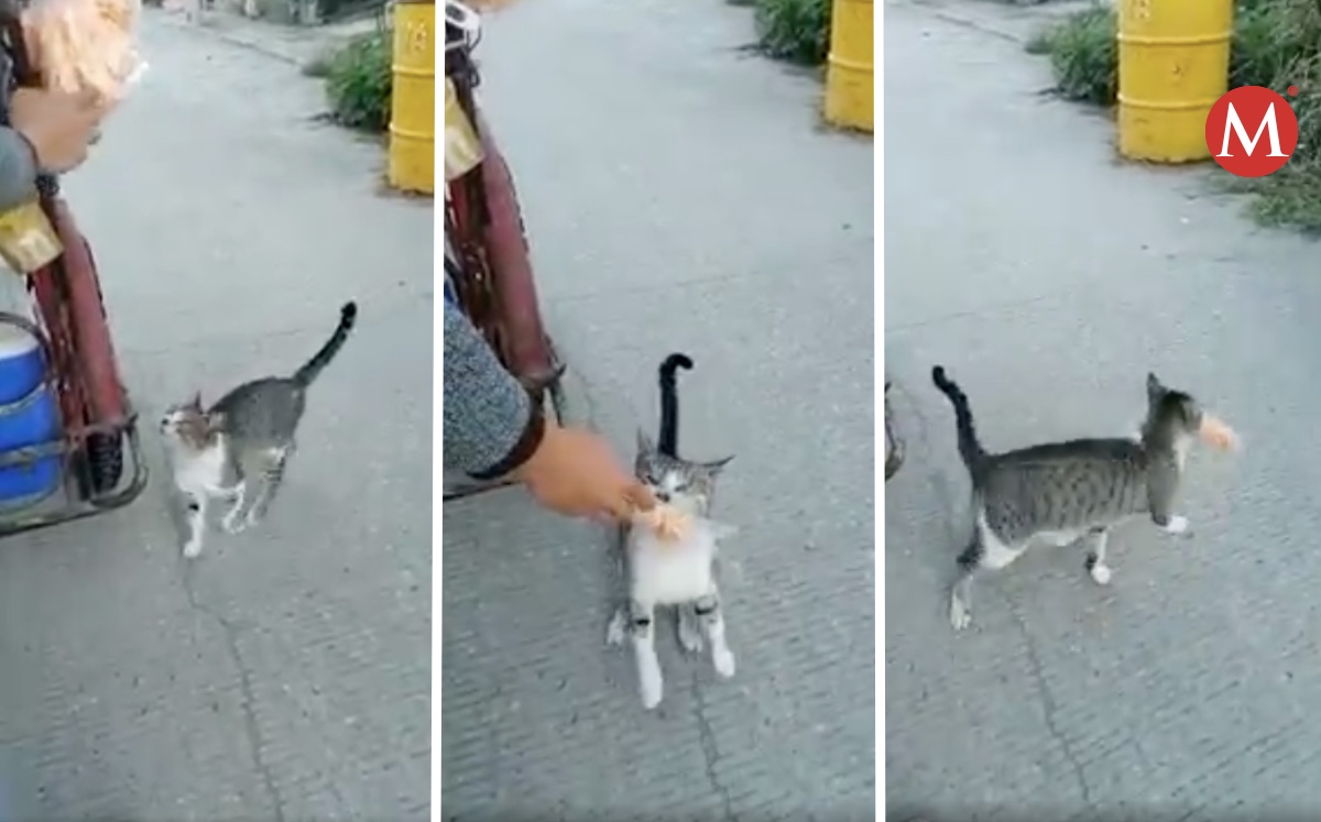 Gato detiene a vendedor de chicharrones para comprar una bolsa; ocurrió en Tamaulipas