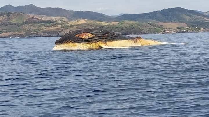 La imagen fue viralizada en redes. (Cesar Cabrera)