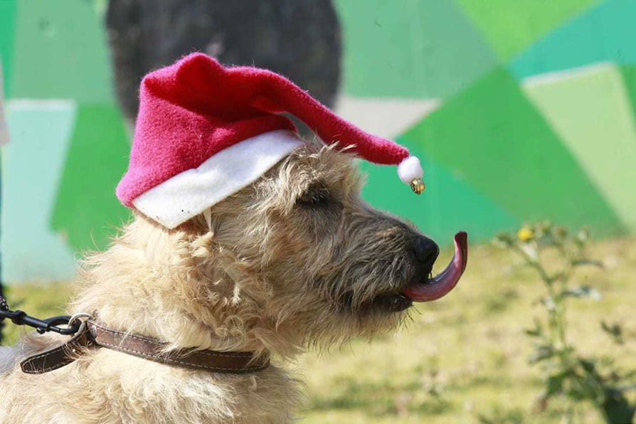 Para evitar que se usen globos y se contamine el ambiente, los perritos del Centro de Adopción del Metro, llevarán las cartas de los niños.