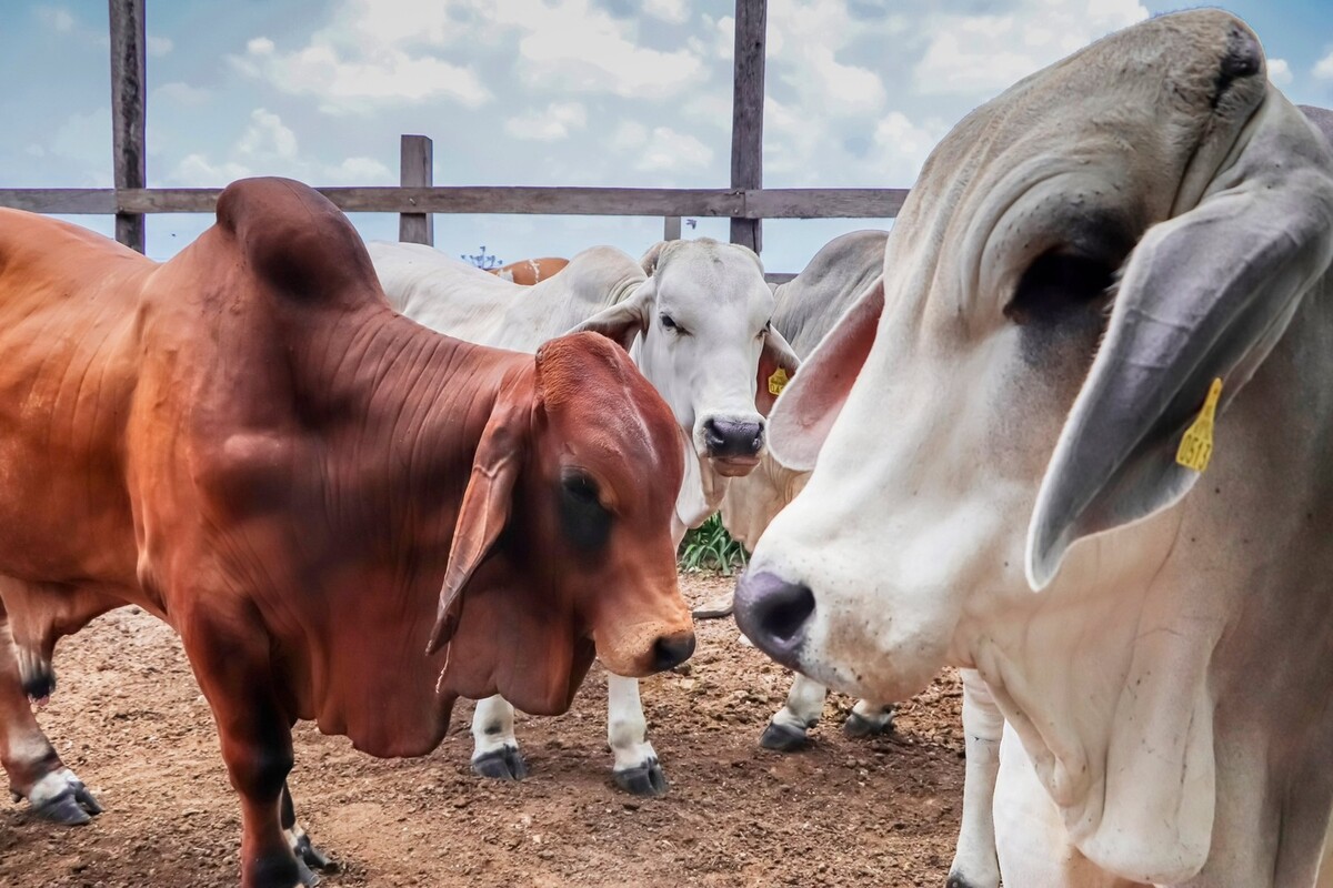 Rabia bovina en México disminuye más del 30% en México: Sader