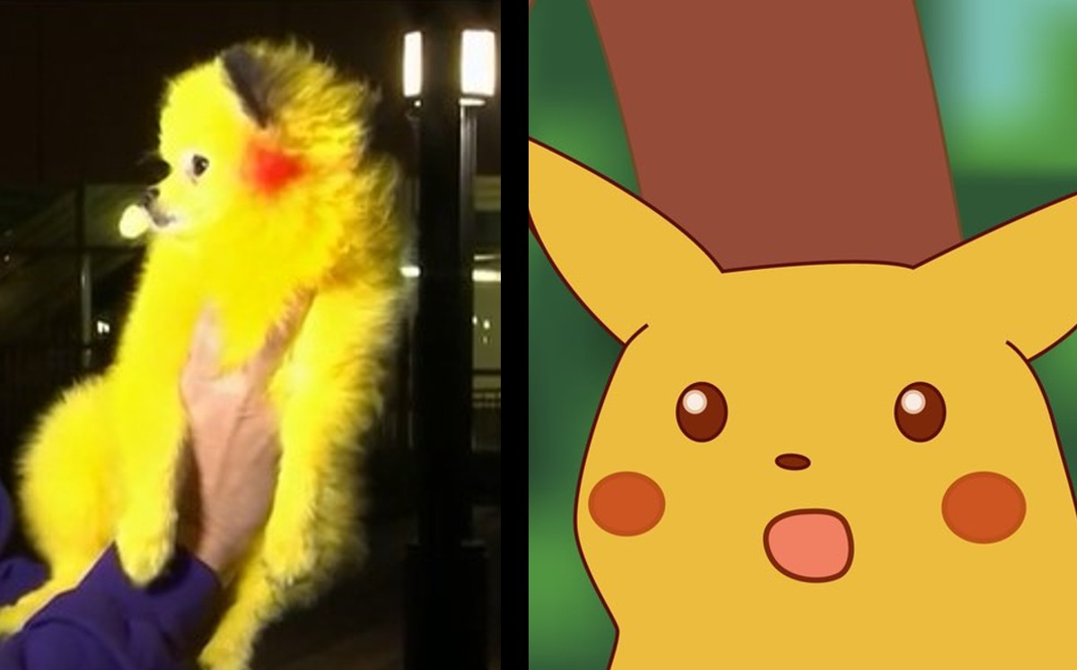 Perrito pintado como Pikachu indigna en redes | ESPECIAL
