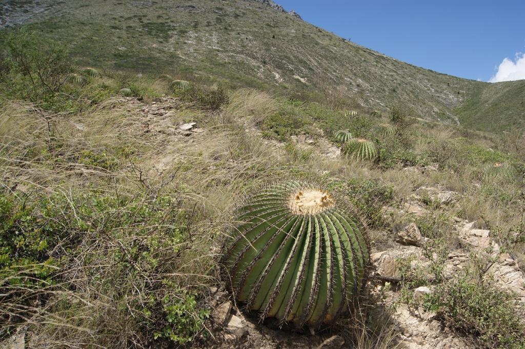 La biznaga es una cactácea que está en la Lista de Especies en Riesgo.