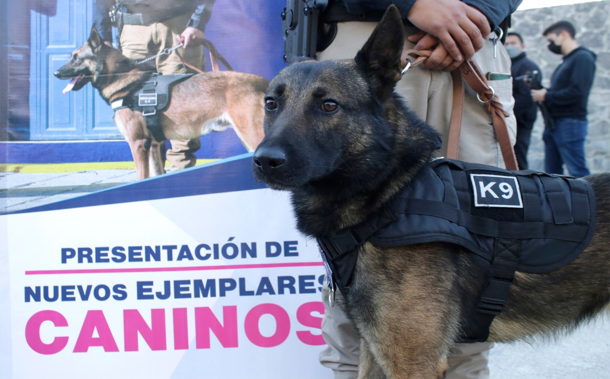 Presentación de ejemplares caninos a K-9 en Puebla | Agencia Enfoque