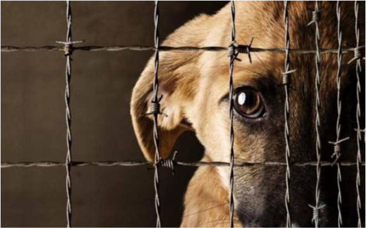 Maltrato animal | Cortesía