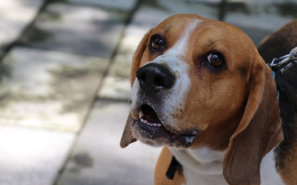 Recordaron que las mascotas representan un compromiso y una responsabilidad de entres 10 y 18 años. | Especial