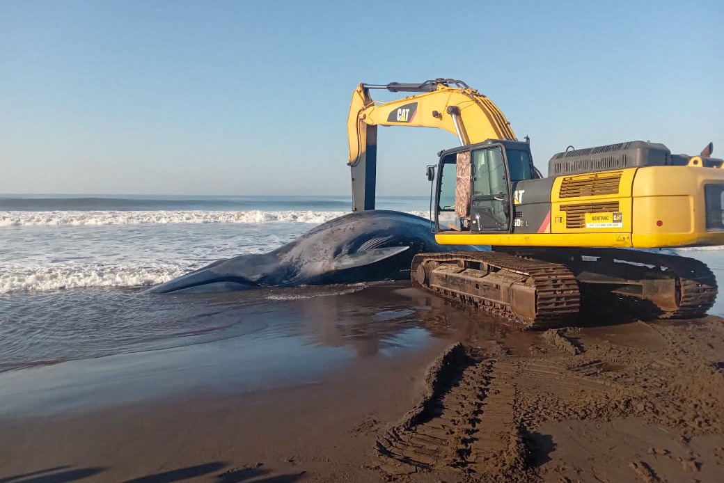 La ballena fue enterrada en la arena con una máquina excavadora. | AFP
