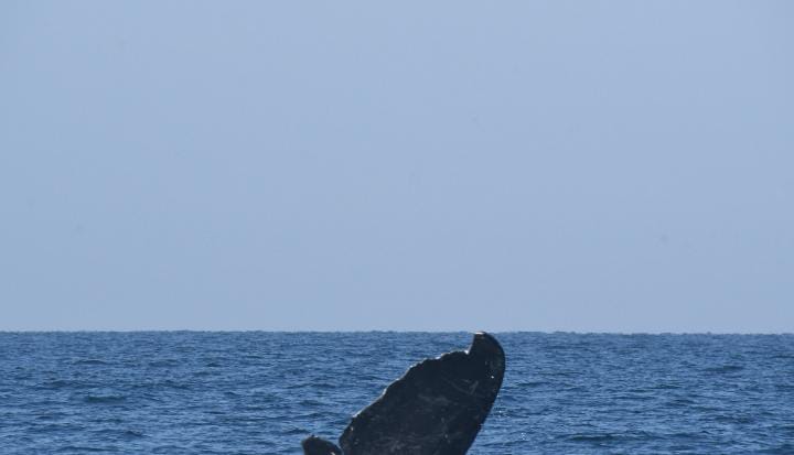Alrededor de 600 ballenas jorobadas migra hasta la Bahía de Banderas.