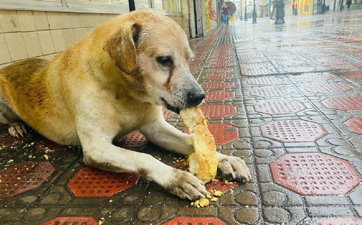 Perrito espera comida afuera de panadería que cerró en Tampico