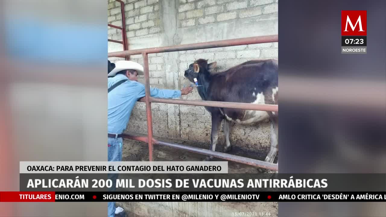 Aplicarán 200 mil vacunas antirrábicas a ganado en Oaxaca