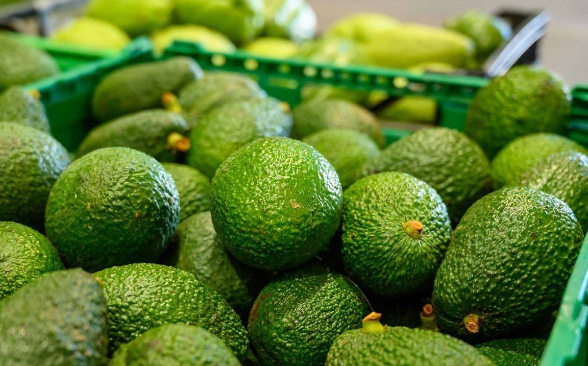 Luis Doporto Alejandre llama a fortalecer logística del aguacate mexicano. | Especial