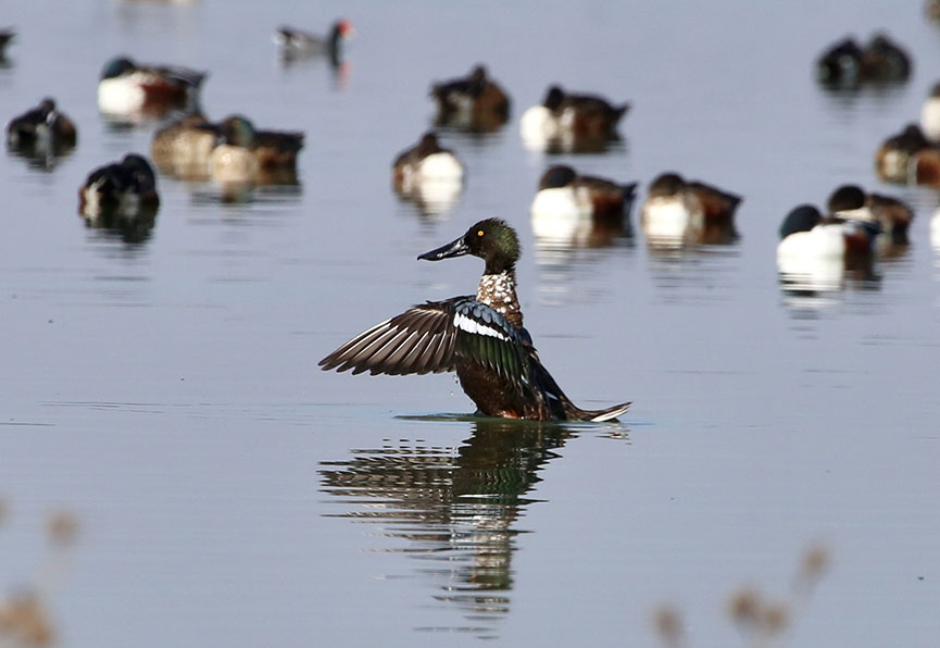 El lago XIco presenta una cepa de Influenza Aviar, diversas especies de aves han enfermado y perdido la vida.
