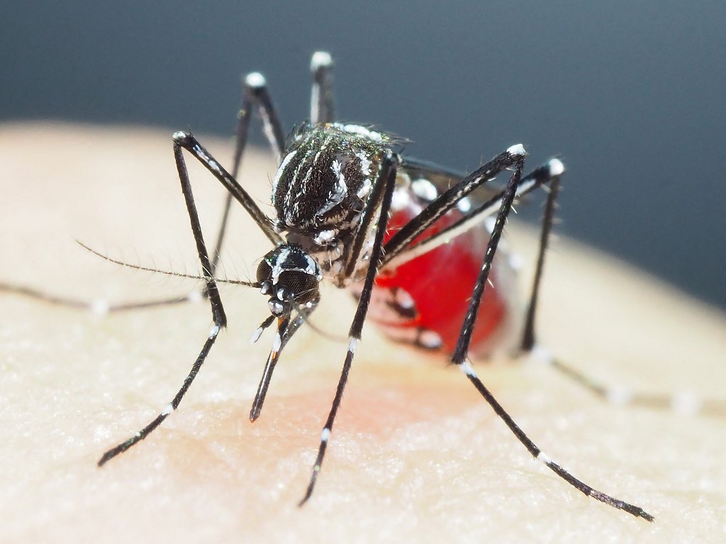 Mosquitos. (AFP)