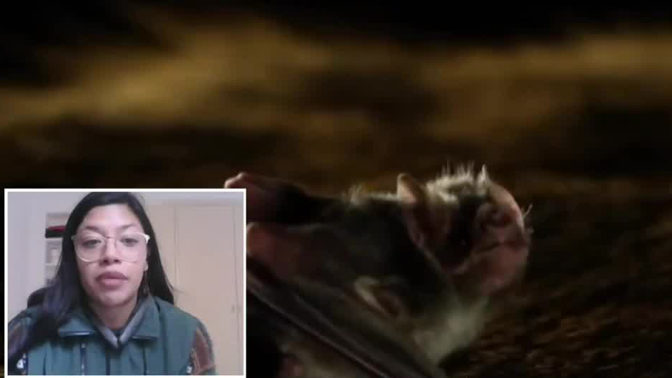 Rabia en murciélagos y los estigmas que rodean a estos animales