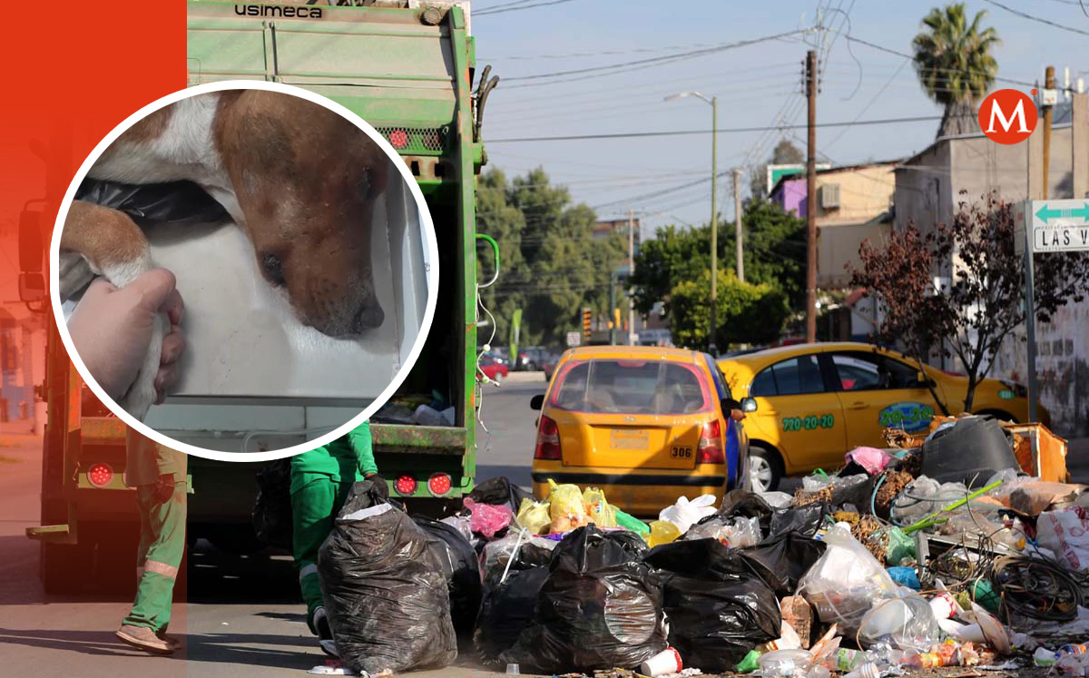 Tiran a la basura a perro vivo en Torreón; falleció tras ser rescatado