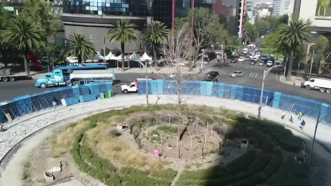 ¡Ahuehuete de Reforma sigue con vida! Autoridades esperan la primavera para decidir si se remplazará
