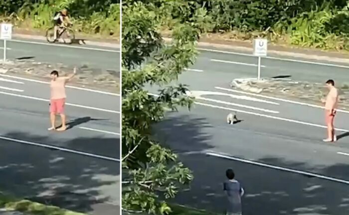 Un hombre detuvo el tráfico para permitir pasar un koala en la carretera | Captura