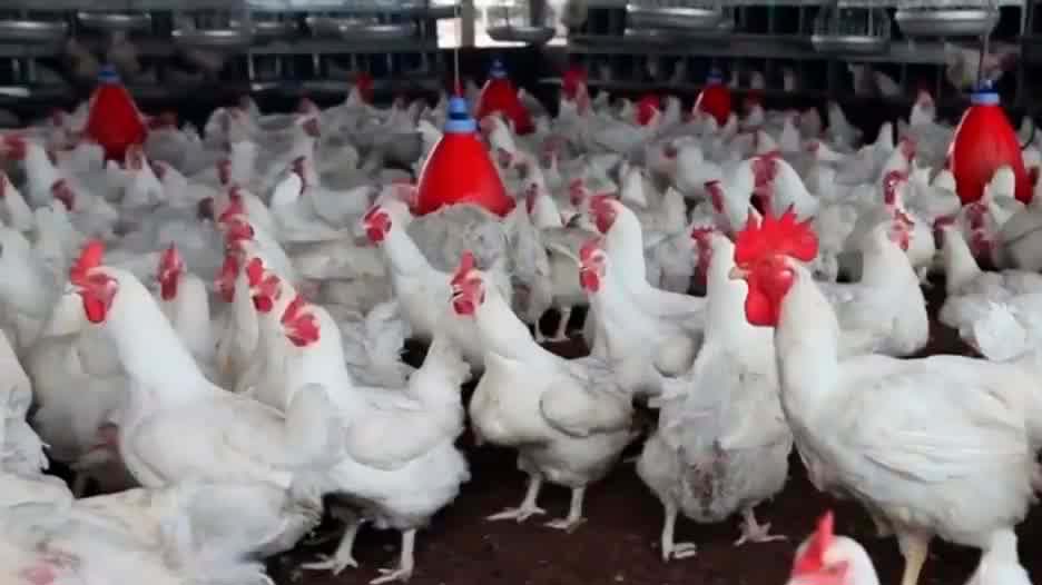 OPS reporta primer caso humano de influenza aviar A H5N1 en América Latina