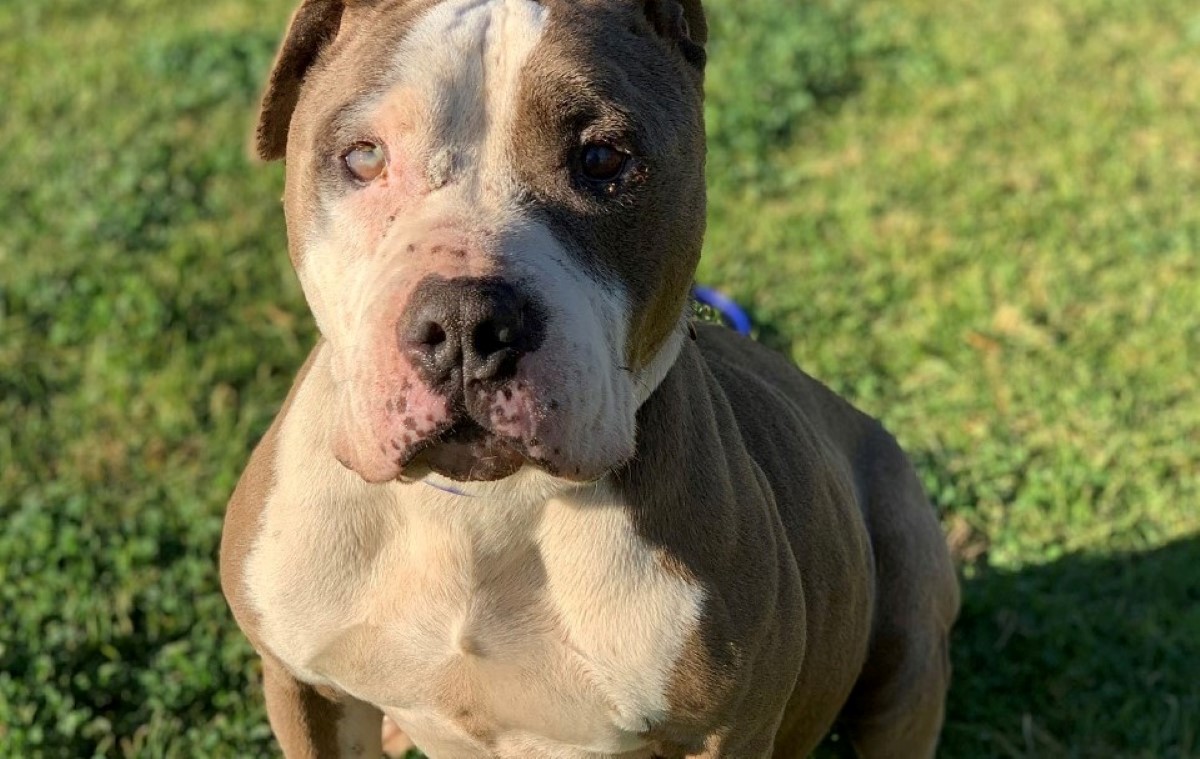 El perrito Ken está al cuidado de las autoridades y en adopción. | Departamento de Servicios Animales de Riverside County