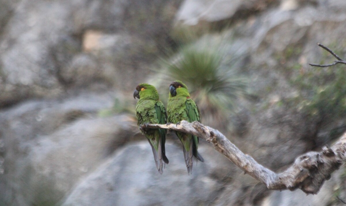 Preocupa a Pronatura que la cotorra serrana no regrese al Parque  Nacional Cumbres. ESPECIAL