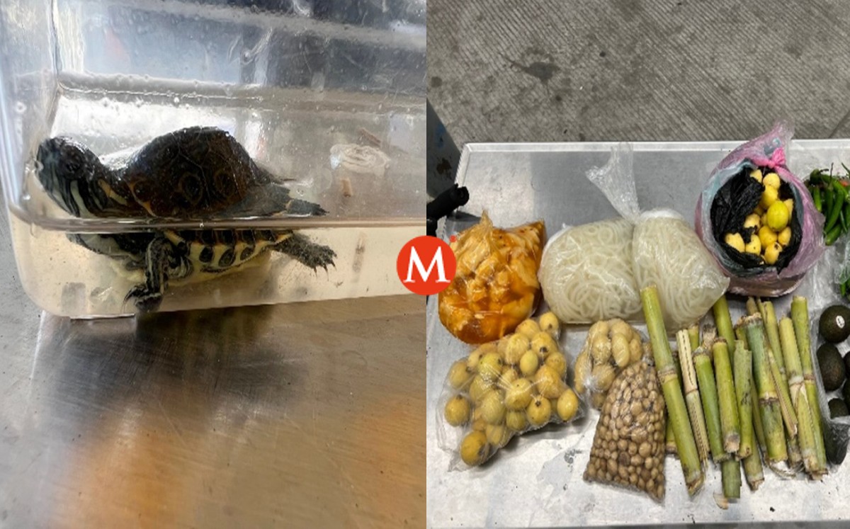 Decomisaron cantidades significativas de material vegetal y animal prohibido.
