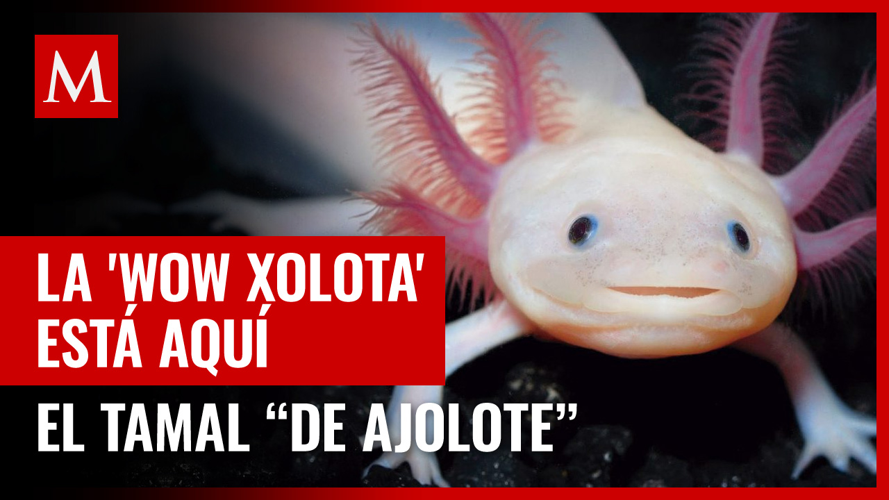 ¡Ya está aquí! La 'Wow xolota', el tamal más adorable de la CdMx