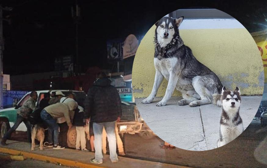 Rescatan a Koba y Anubis, perritos husky secuestrados