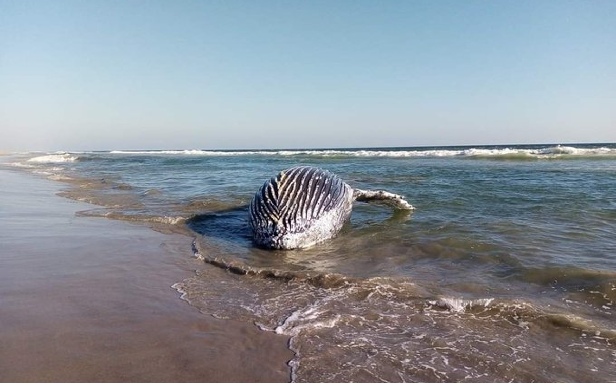La ballena varada pertenece a especie "jorobada" | @EfrainSolano_