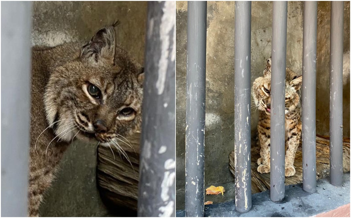 El lince está en estado de salud crítico debido a un cuadro infeccioso en vías respiratorias | Especial