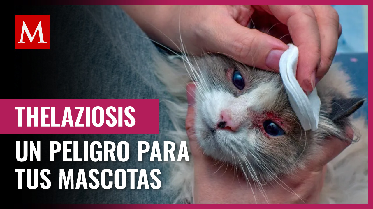 ¿Qué es la Thelaziosis, infección que afecta a los ojos de nuestras mascotas?