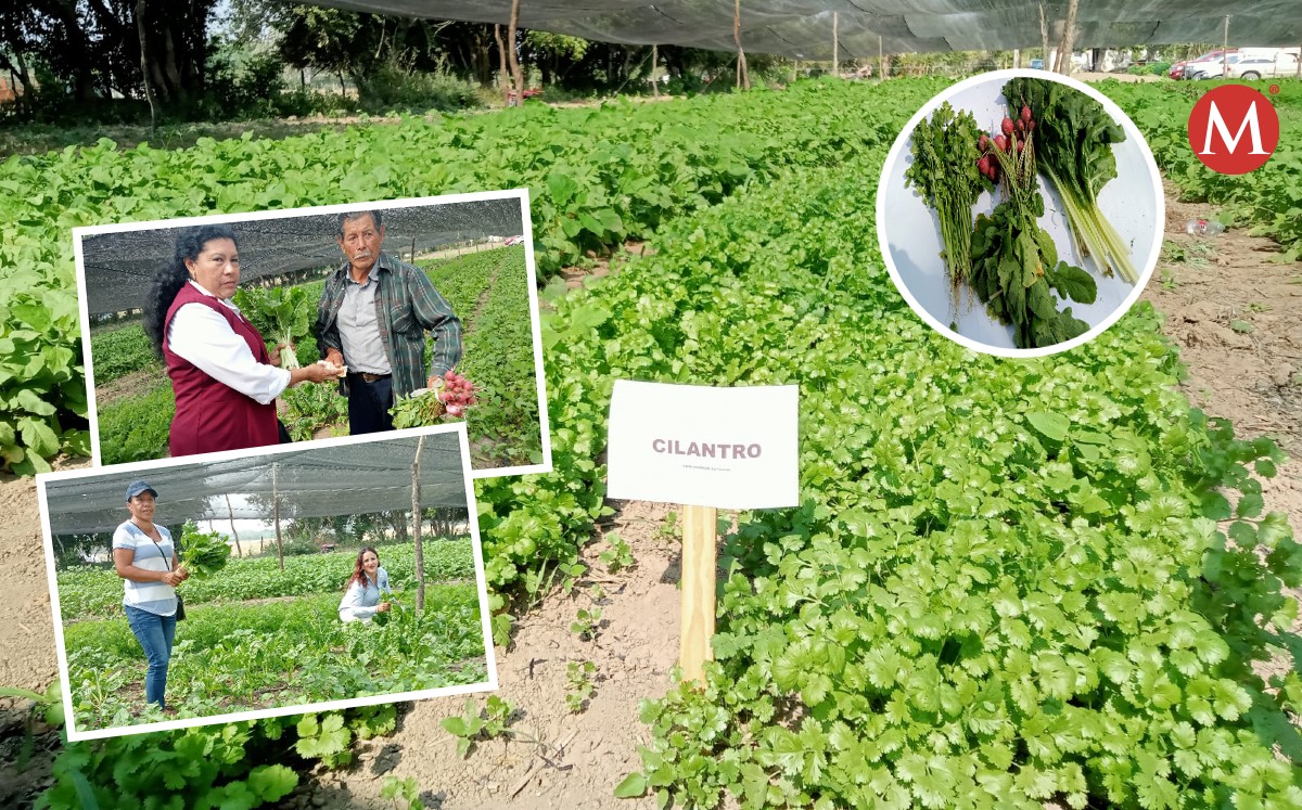 150 años lleva la familia Aguilar sembrando ricas acelgas, rábanos, cilantro y repollo en Pánuco