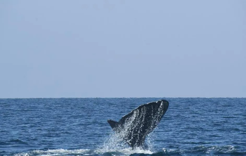 Con la cola amputada, ballena migra a Bahía de Banderas para aparearse desde hace 20 años