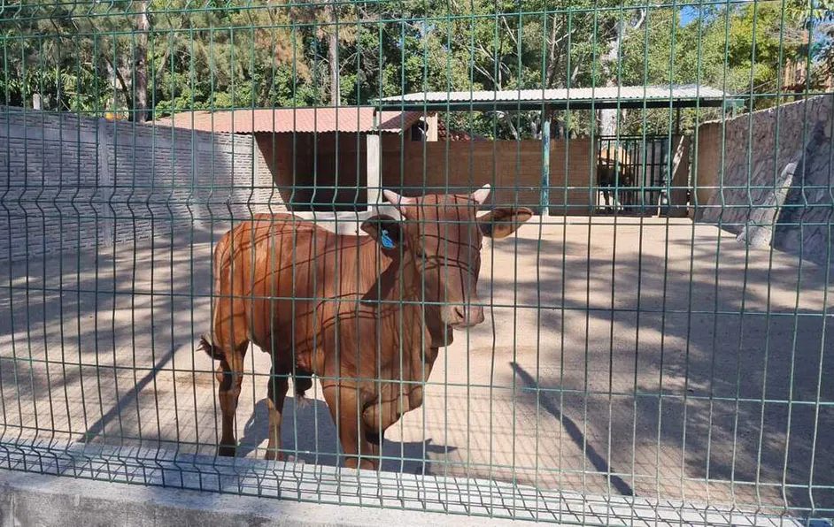 En Guerrero, el Parque Zoochilpan pierde cinco animales