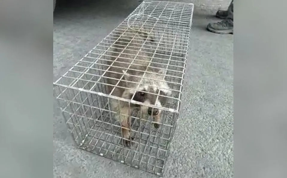 El mapache fue capturado en la colonia Lomas del Paseo. Foto: Especial