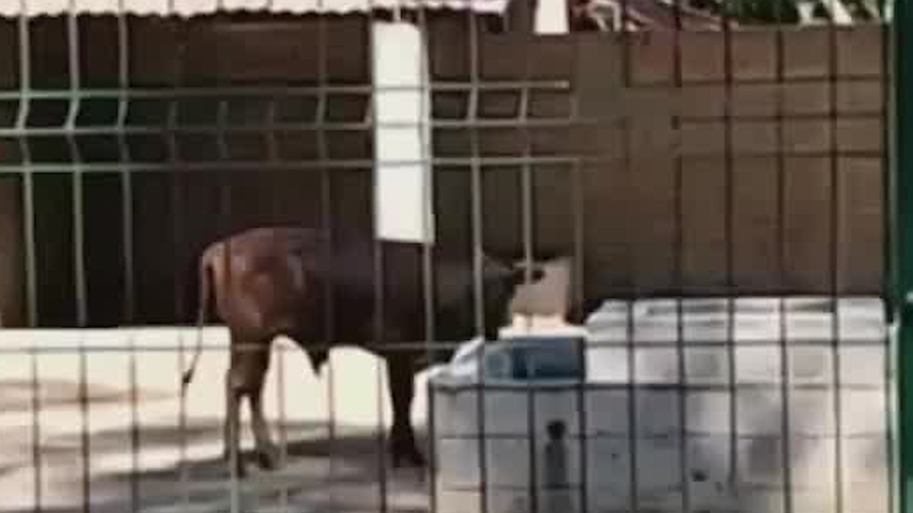 En Zoológico Zoochilpan desaparecieron varios animales, no cuentan con registros ni cámaras