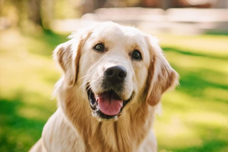 La alimentación balanceada y acorde a las características de tu perro es clave para su desarrollo saludable. (Pedigree)