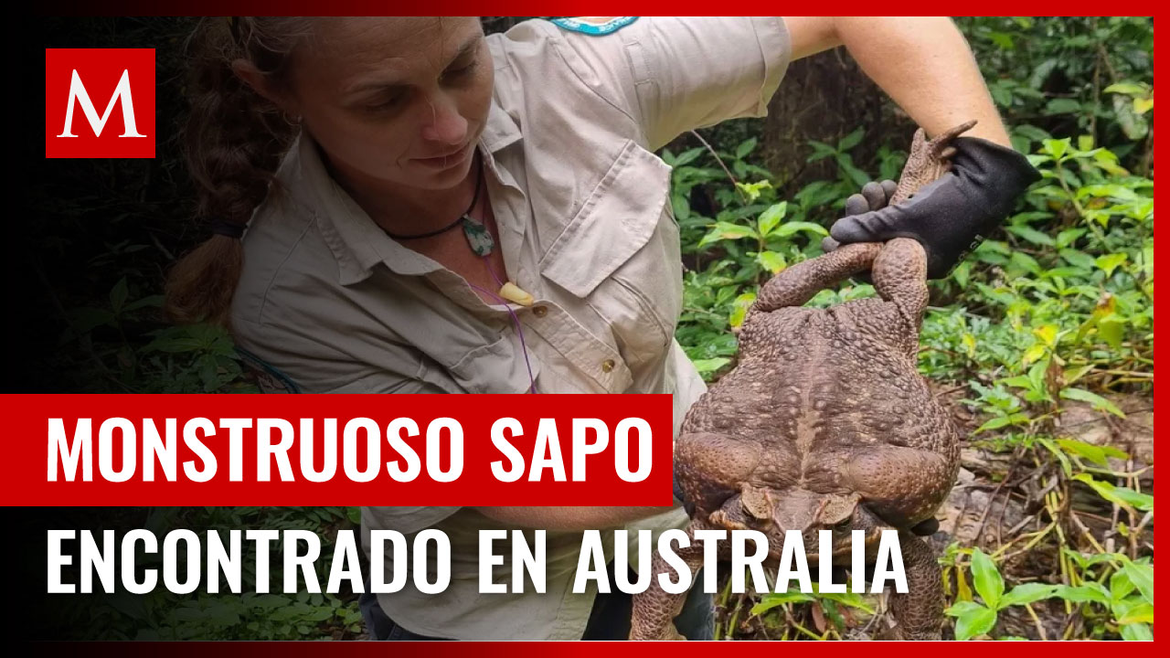 En Australia encuentran monstruoso sapo gigante de más de 2 kilos de peso