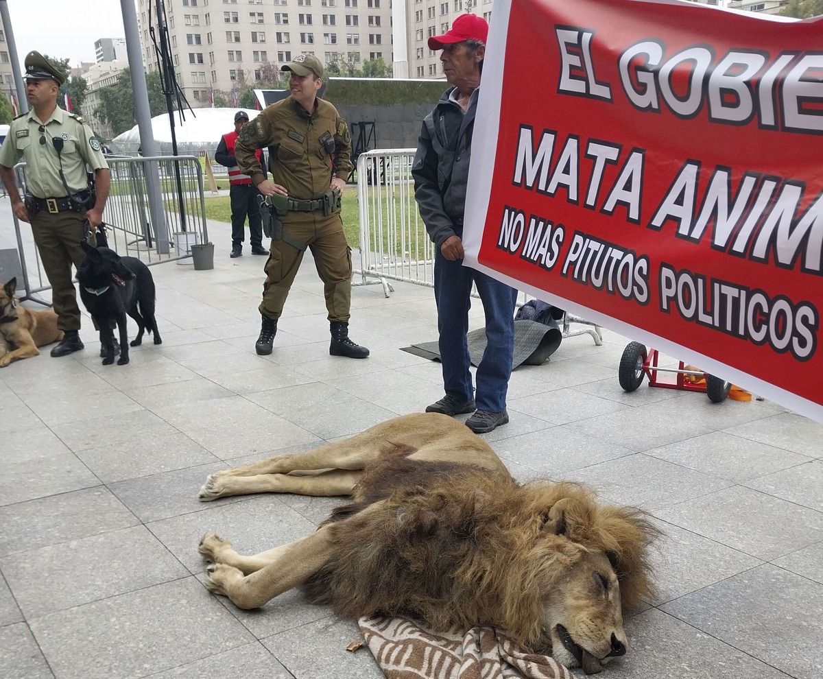 El cuerpo del león Zeus, de 14 años, yace afuera del palacio presidencial de La Moneda. (AP)