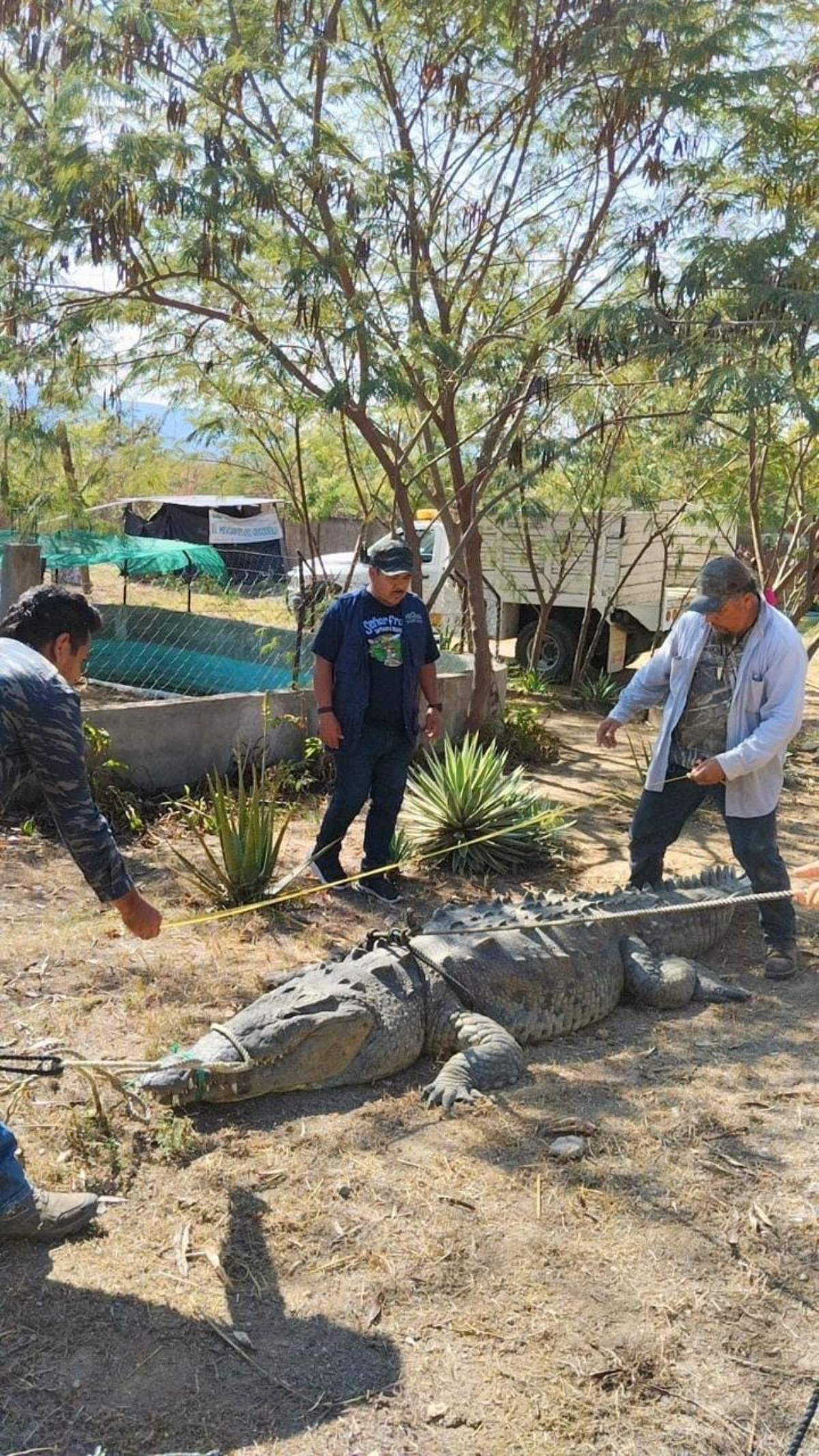 Fue rescatado por elementos de la Profepa. (Jhonatan González)