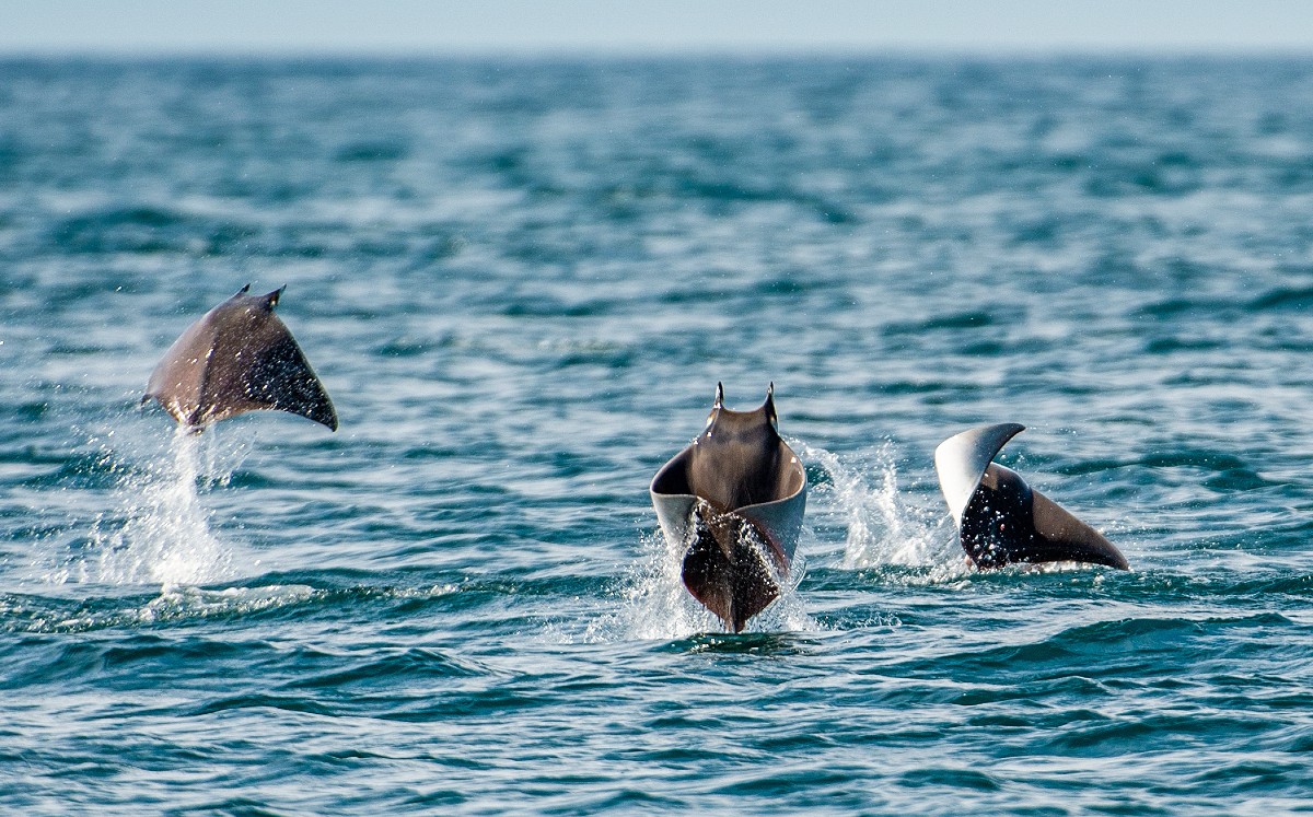 Las mantarrayas fueron captadas en playas de La Boca, en Sonora. | Shutterstock